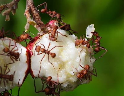 	Acromyrmex octospinosus	