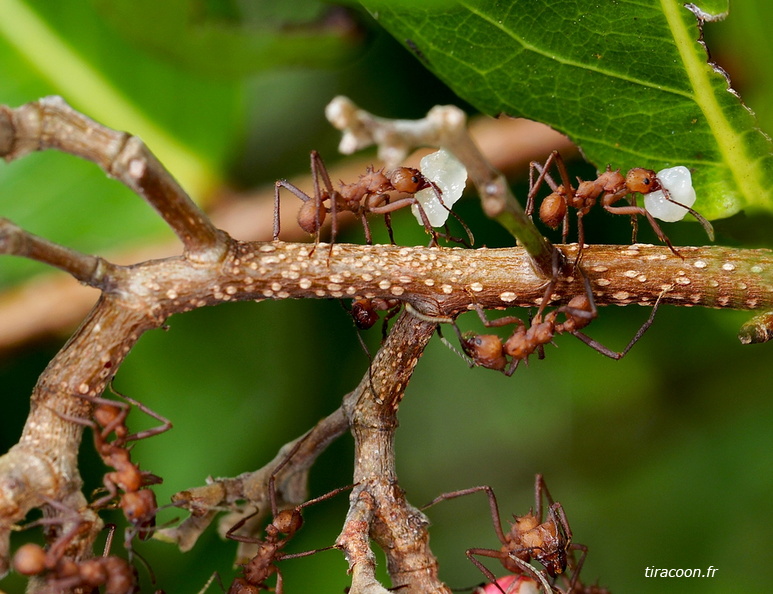 	Acromyrmex octospinosus	