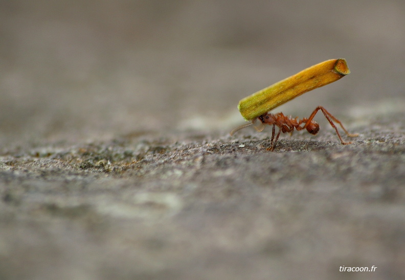 	Acromyrmex octospinosus