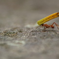 	Acromyrmex octospinosus