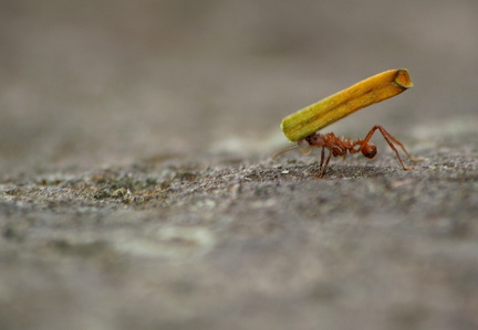 	Acromyrmex octospinosus