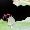 	Fourmi manioc	