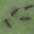 	Odontomachus sp.	