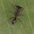 	Odontomachus sp.	