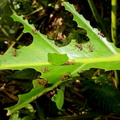 	Acromyrmex octospinosus	