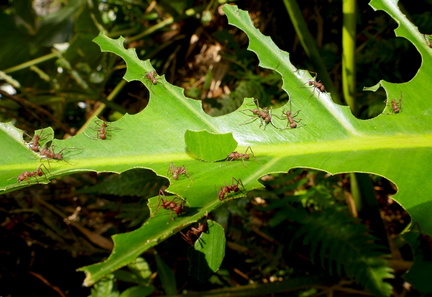 	Acromyrmex octospinosus	