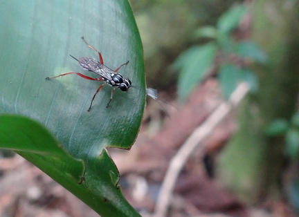 	Xorides plumicornis	