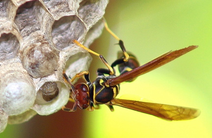 	Polistes crinitus 