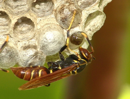 	Polistes crinitus