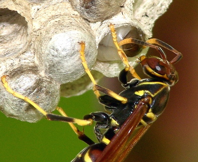 	Polistes crinitus