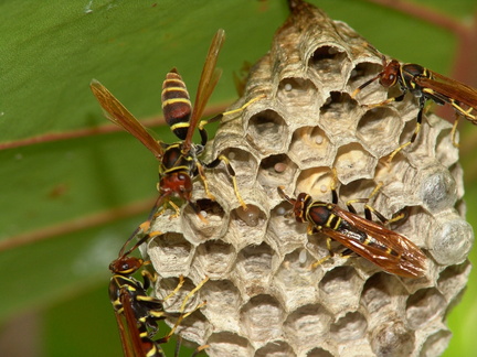 	Polistes crinitus