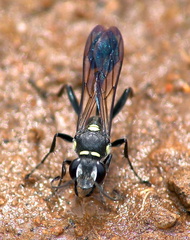 	Sceliphron caementarium