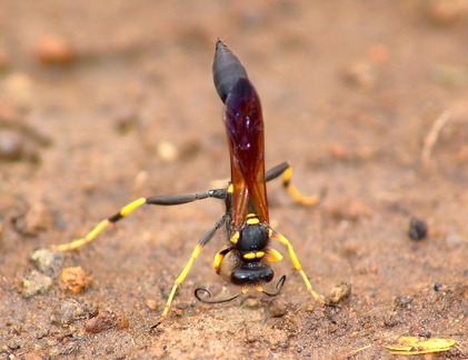 	Sceliphron caementarium	