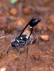 	Sceliphron caementarium