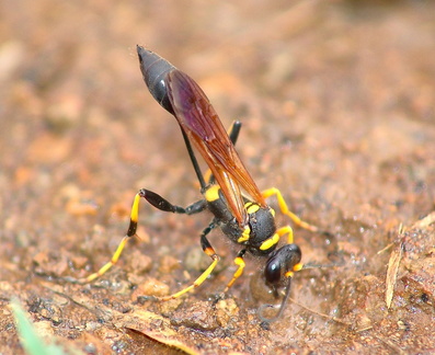 	Sceliphron caementarium