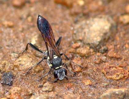 	Sceliphron caementarium	