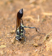 	Sceliphron caementarium	