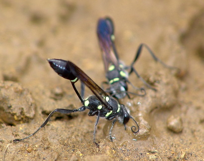 	Sceliphron caementarium