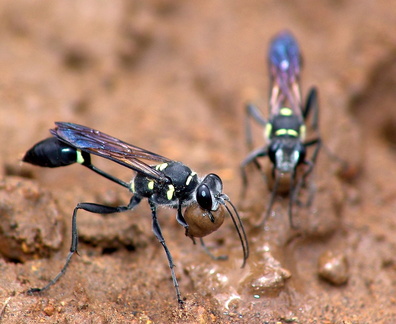 	Sceliphron caementarium	