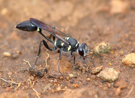 	Sceliphron caementarium	