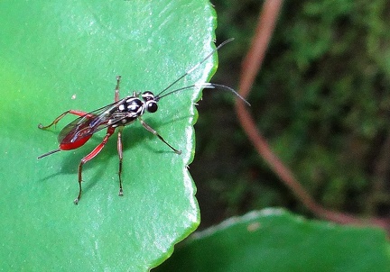 	Xorides plumicornis	