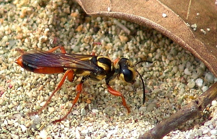 	Sphex dorsalis	