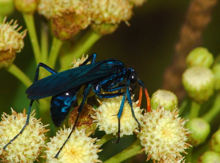 	Pepsis ruficornis