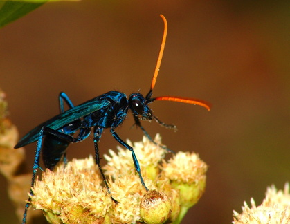 	Pepsis ruficornis