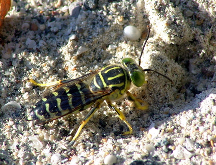 	Stictia signata