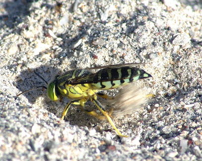 	Stictia signata	