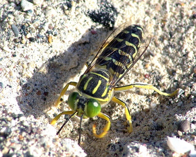 	Stictia signata