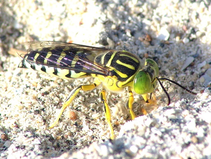 	Stictia signata	