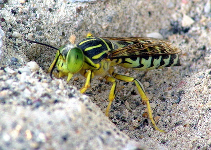 	Stictia signata