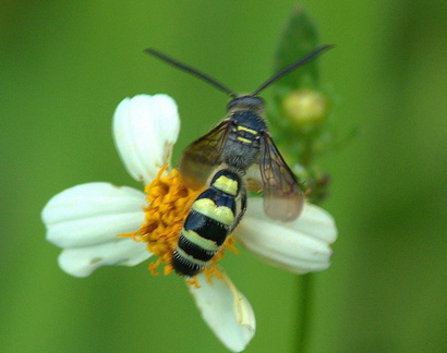 	Xanthocampsomeris sp.	