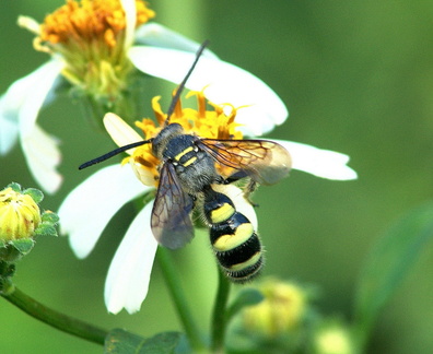 	Xanthocampsomeris sp.	