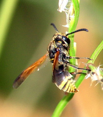 	Pachodynerus nasidens