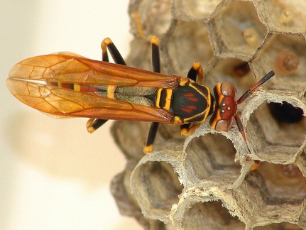 	Polistes crinitus 