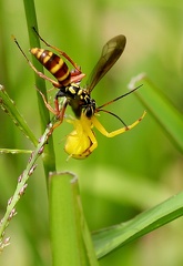 	Poecilopompilus mixtus