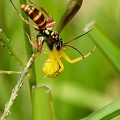 	Poecilopompilus mixtus