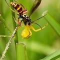 	Poecilopompilus mixtus