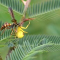 	Poecilopompilus mixtus