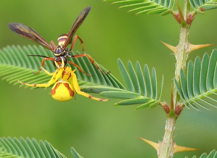 	Poecilopompilus mixtus