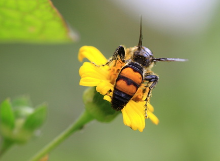 	Xanthocampsomeris sp.	