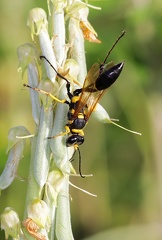 	Sceliphron caementarium	