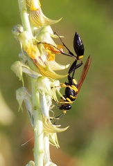 	Sceliphron caementarium	