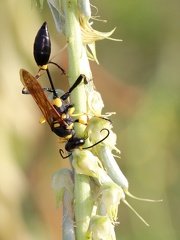 	Sceliphron caementarium	