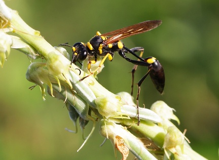 	Sceliphron caementarium	