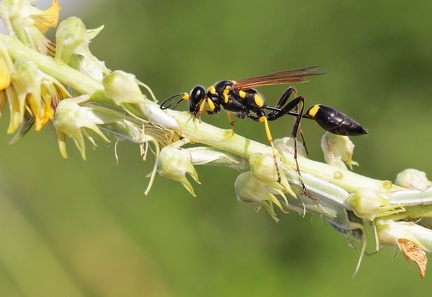 	Sceliphron caementarium	