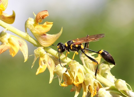 	Sceliphron caementarium	