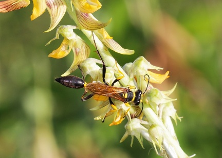 	Sceliphron caementarium	